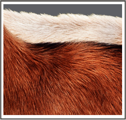 slideshow